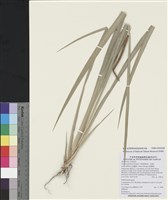 藏品(石菖蒲)的圖片